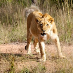 Löwe in Namibias Steppe