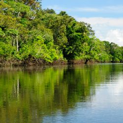 amazonas