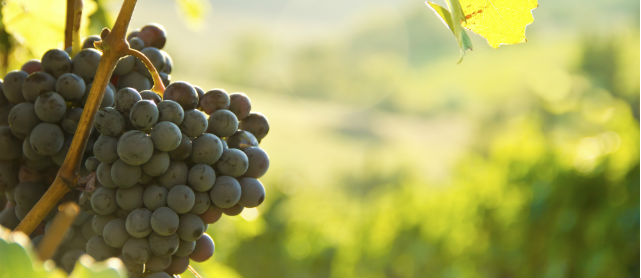 In der Toskana gibt es ganze Weinplantagen.